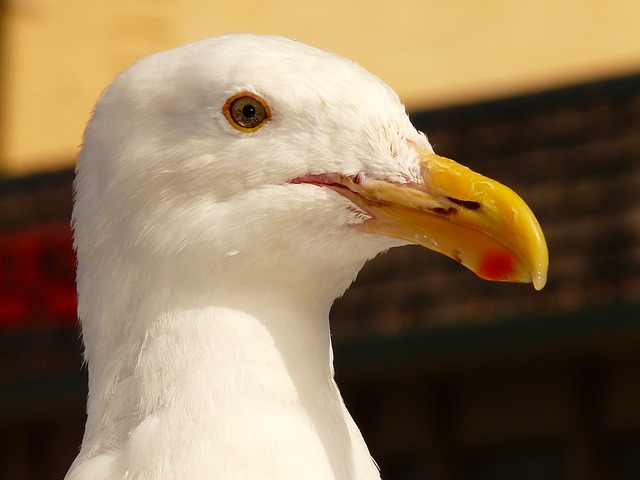 https://pixabay.com/de/m%C3%B6we-vogel-schnabel-feder-4911/